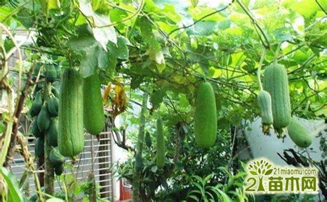 丝瓜种植：丝瓜有几种类型-百度经验