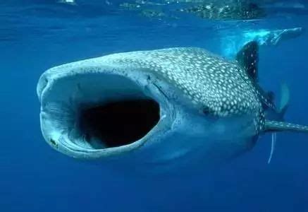 【海洋百科】——鲸鲨