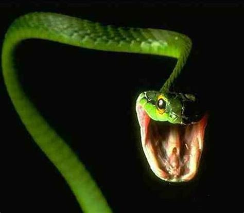 民间关于蛇的传说 民间关于蛇的传说是什么_知秀网