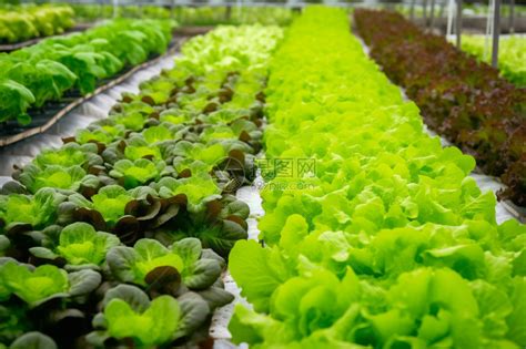 绿色生态农产品食品与健康PPT模板下载_健康_图客巴巴