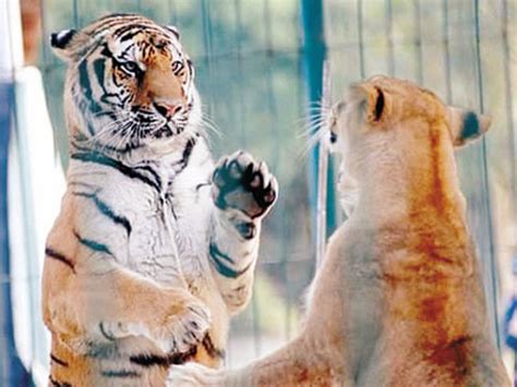 周公解梦：梦见狮子和老虎是什么意思？ -好名字网