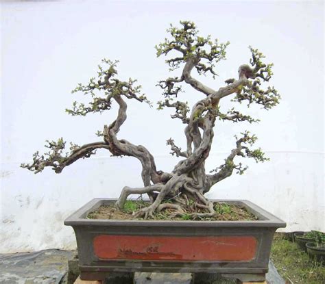 雀梅盆景图片
