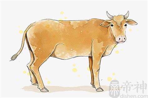 当“认养的牛”能吃了，认养一头牛能讲好新故事吗？ | CBNData