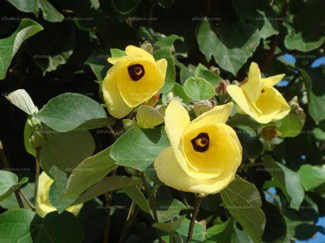黄槿树图片