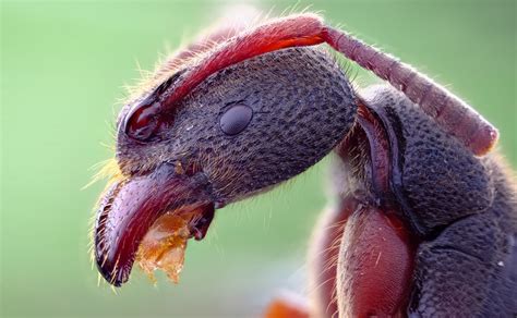 小蚂蚁幼虫高清摄影大图-千库网