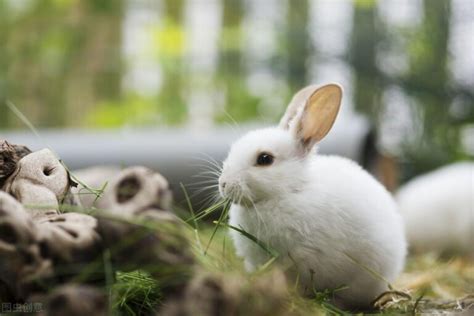 大耳朵白兔是什么品种,大耳白兔能吃吗,大耳朵兔叫什么名(第2页)_大山谷图库