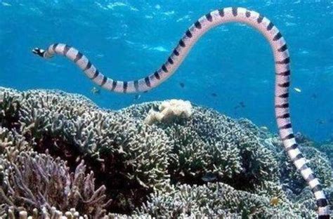 世界上最毒的蛇排名, 世界十大最毒的蛇|贝尔|海蛇|世界_新浪新闻