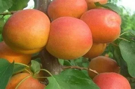 杏树和李子树可以进行嫁接 杏树和李子树嫁接的方法