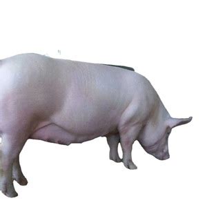 猪饲料厂家直销80斤喂猪小猪开口母猪成猪育肥颗粒全价料一件代发-阿里巴巴