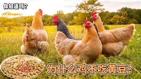 养鸡场摄影图__家禽家畜_生物世界_摄影图库_昵图网nipic.com