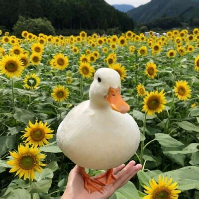 非主流鸭子头像