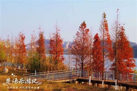 江西鹰潭有一个千年古县城，江边风景美不胜收，红杉林成为一绝