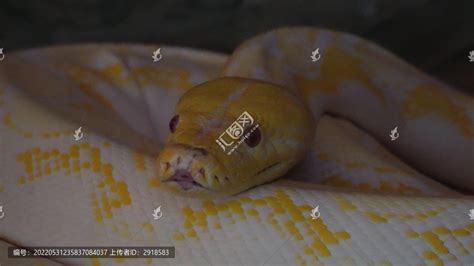 盘在一起的蟒蛇黄金蟒特写舌头,陆地动物,动物摄影,摄影素材,汇图网www.huitu.com
