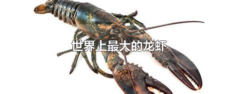 世界上最大的龙虾是什么龙虾_农场世界线上养小龙虾骗局 - 随意云