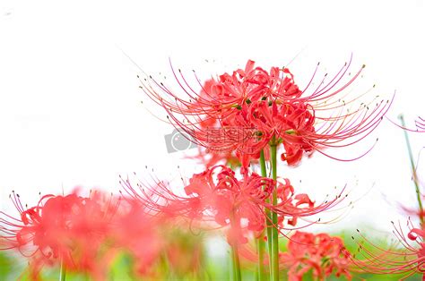 底图黑色彼岸花图片