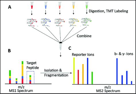 磷酸化+TMT蛋白质组学探究改善自噬信号异常疾病的治疗靶点 - 知乎