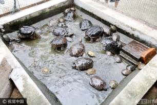 郑州一动物救助站“龟满为患” 收养了40多只外来龟|龟|外来物种|救护站_新浪新闻