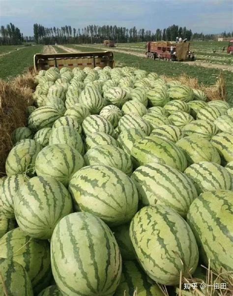 肃州：西瓜移苗栽种忙 铺就产业致富路