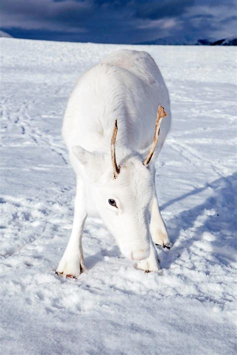 挪威雪域现罕见白色驯鹿 被视为幸运象征