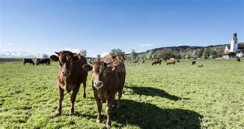 牛群放牧阿尔卑斯山新绿山牧场瑞士畜牧业田地和草原高清图片下载-正版图片505025324-摄图网