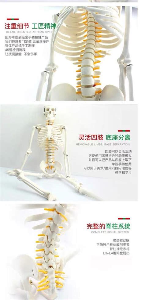 人体骨架-3D打印模型下载-3D工场 3Dworks.cn