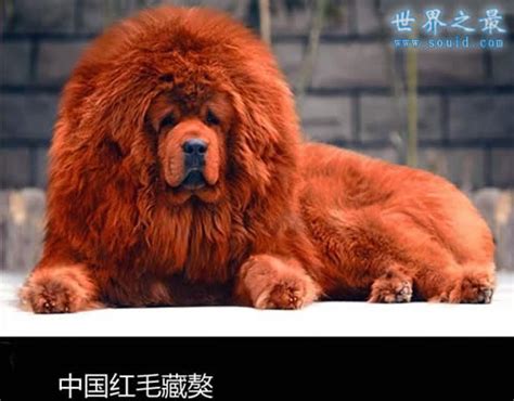 藏獒母犬图片-宠物王