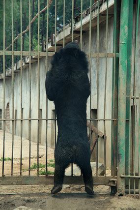 “偷窥”亚洲黑熊