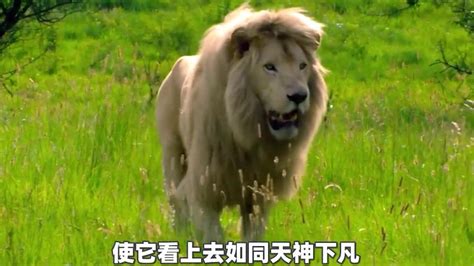 纪录片：黑人小哥以命救白狮，多年以后小哥成为野生动物保护者，白狮最终王者归来成为狮王_腾讯视频
