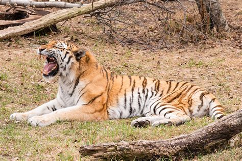 十大猫科动物精彩图片：美洲豹拥有蓝色眼睛_科技_腾讯网