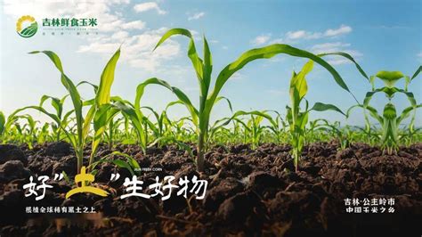 鲜食玉米·吉林领先 吉林鲜食玉米全产业链创新发展_优势_品种_品牌