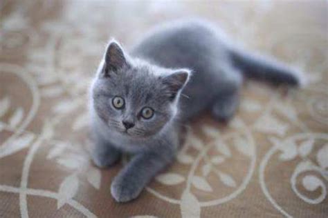 俄罗斯蓝猫多少钱一只_俄罗斯蓝猫怎么养_俄罗斯蓝猫生活习性_家居百科_太平洋家居网
