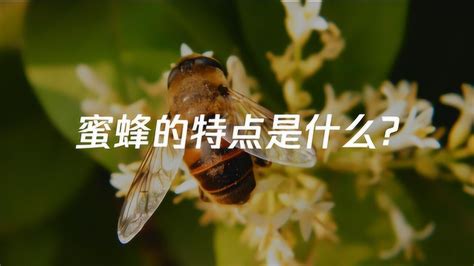 蜜蜂的种类大全及优缺点，详细如下 - 农敢网