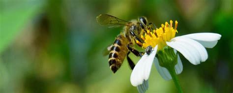 中蜂和意蜂的区别，中蜂适应能力强 - 农敢网
