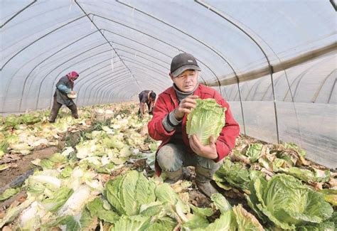 临洮县：关于同意太石镇巴下富硒蔬菜产业园实施方案批复的公示_产业园区规划 - 前瞻产业研究院