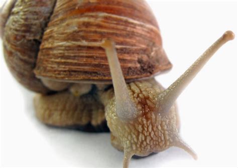 蜗牛是牙齿最多的动物有多少颗牙齿_三思经验网
