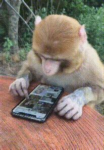 GIF趣图：你养的猴子很有才，还会自己玩手机 - 360娱乐，你开心就好
