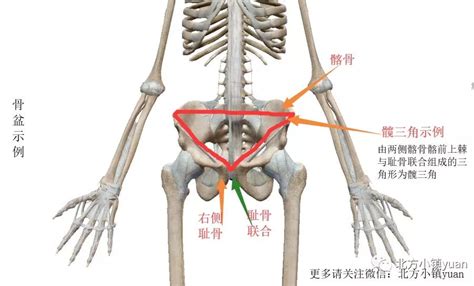 骶髂关节位置图片