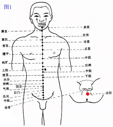 会阴穴位图图片