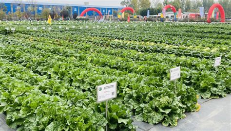 泰安市农业农村局 农业要闻 全国品种登记技术培训班暨蔬菜品种观摩活动线上举办