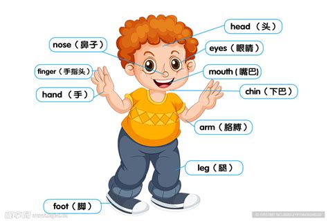 身体各部位图片