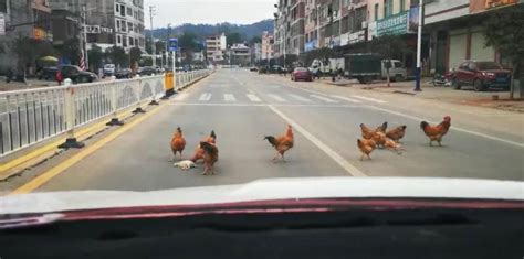 有情有义！2只“鸡友”被车碾压，群鸡在马路上演“依依不舍”