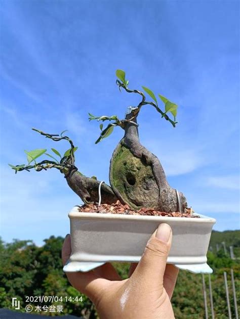 金豆盆景欣赏图片