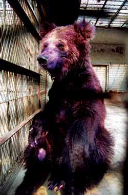 2002年，一位清华高材生使用火碱、硫酸泼伤了动物园五头熊，引来了全国人的关注和热议。。