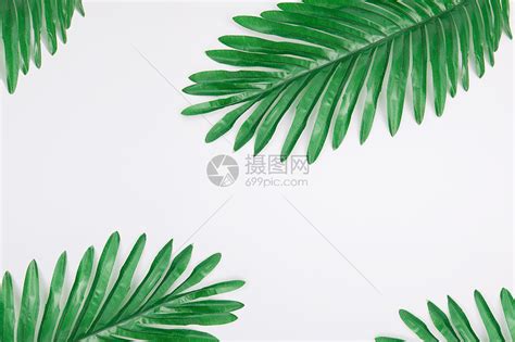 ins叶子风图片