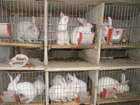 2017养獭兔赚钱吗？2017獭兔养殖前景及市场价格行情分析_养殖技术 - 农业站