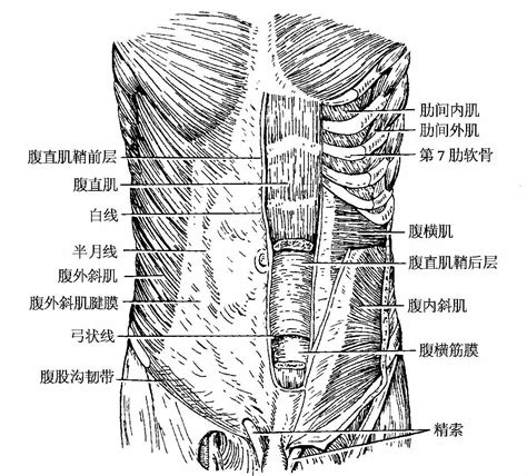 胃凸和腹凸图片