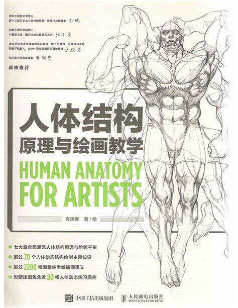 欧美人体结构图片