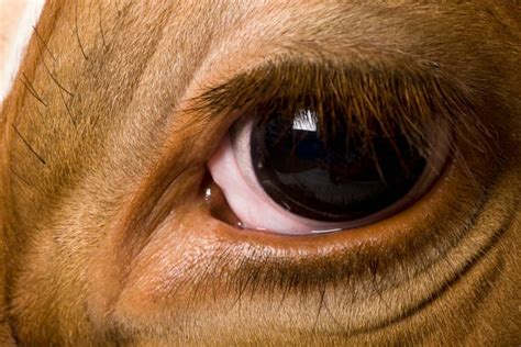 牛表示友好的动作,牛为什么能听懂人话,为什么不能看牛的眼睛_大山谷图库