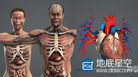 3D模型：男女人体解剖模型 Turbosquid – Male and Female Anatomy Complete Pack V05 ...