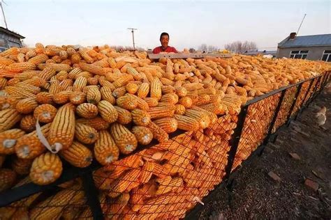注意！玉米价格再次上涨主管部门调控再加码：250万吨超标粮或开始拍卖！ - 猪好多网